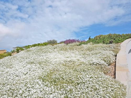 Cerastium tomentosum in full flower on a green roof